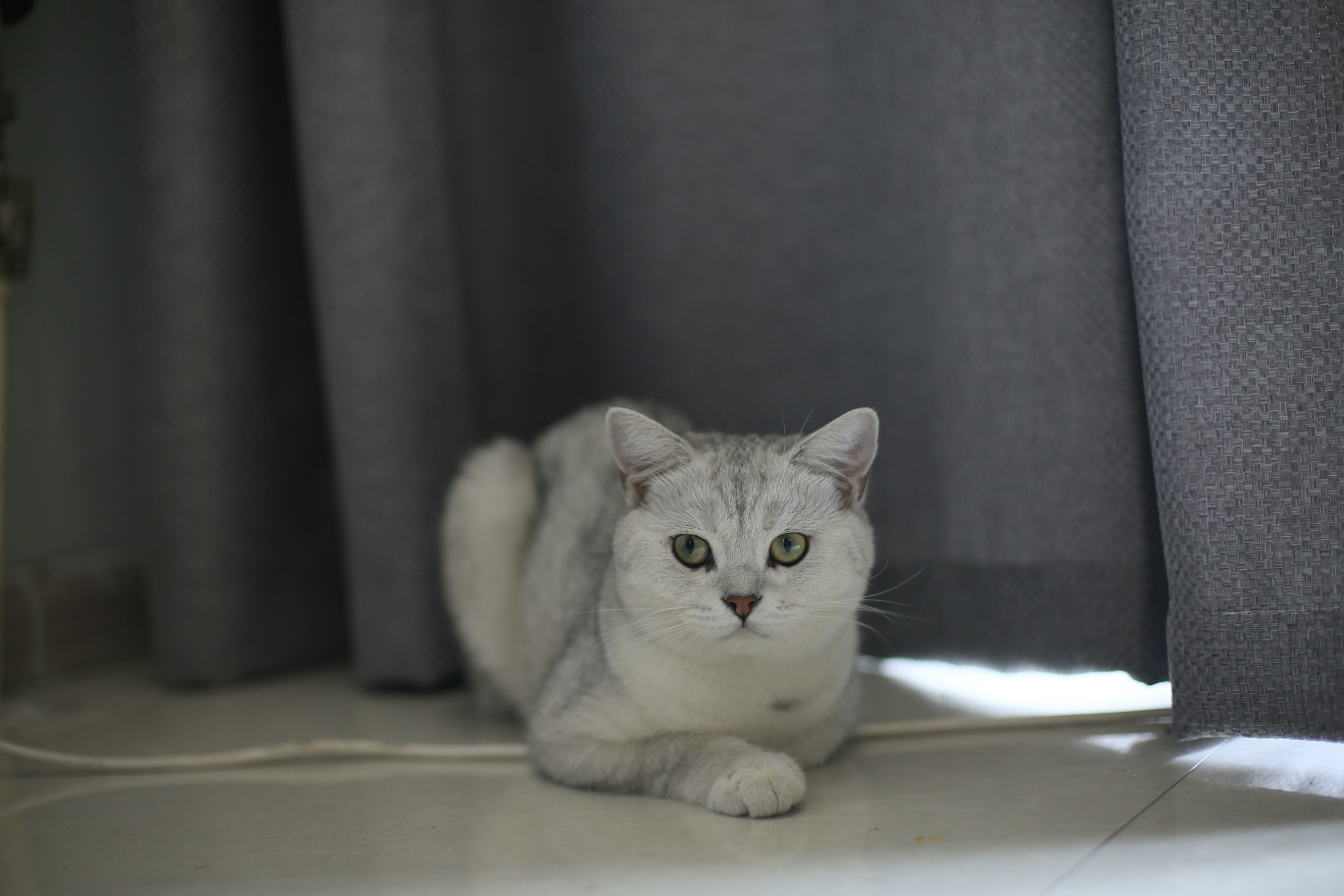 猫的树婚礼工作室