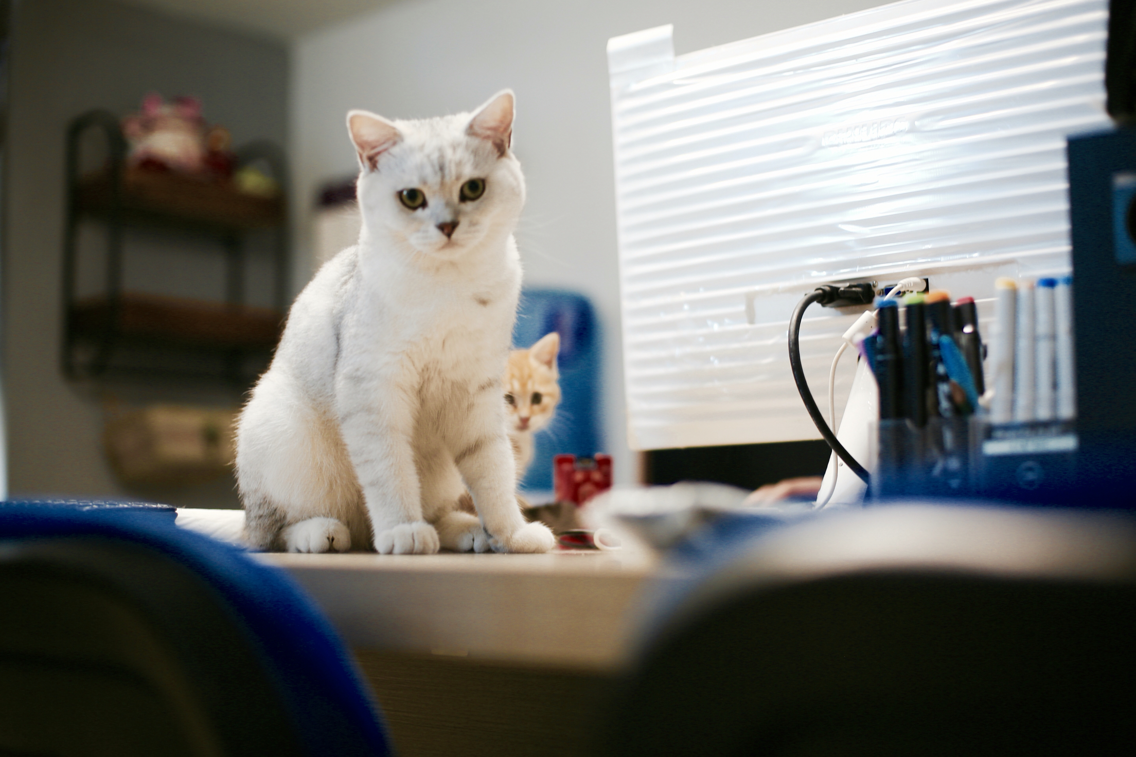 猫的树婚礼工作室