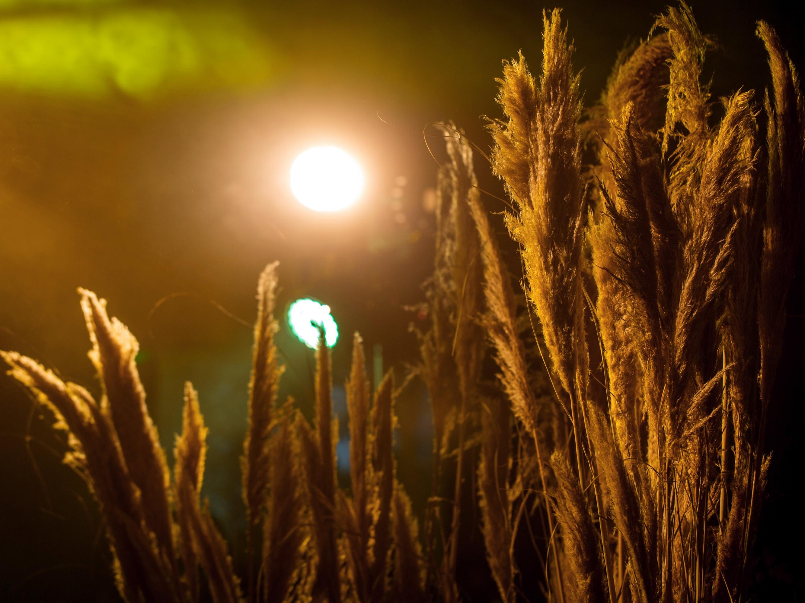 【旋木婚礼】榕树下 森系定制