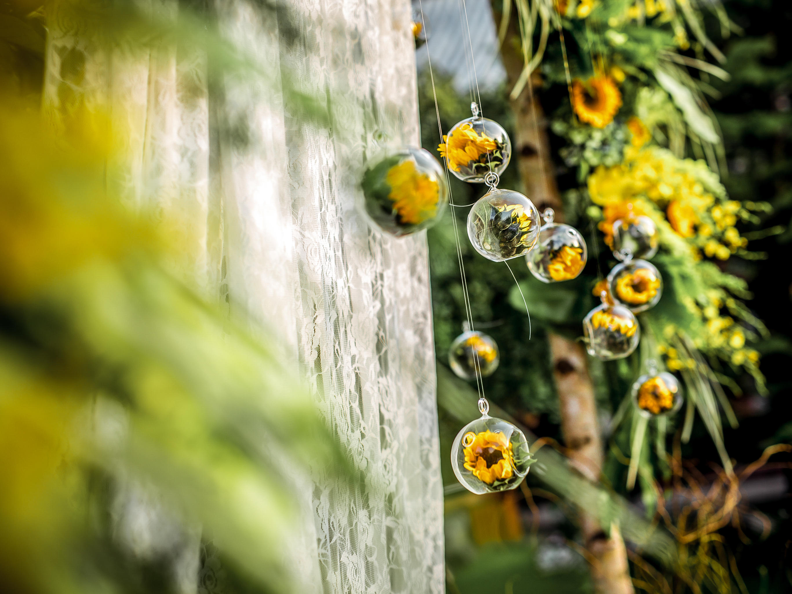 【Sunflower遇見Lemonade】