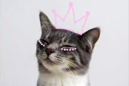 Secret Garden一场关于猫的恋爱