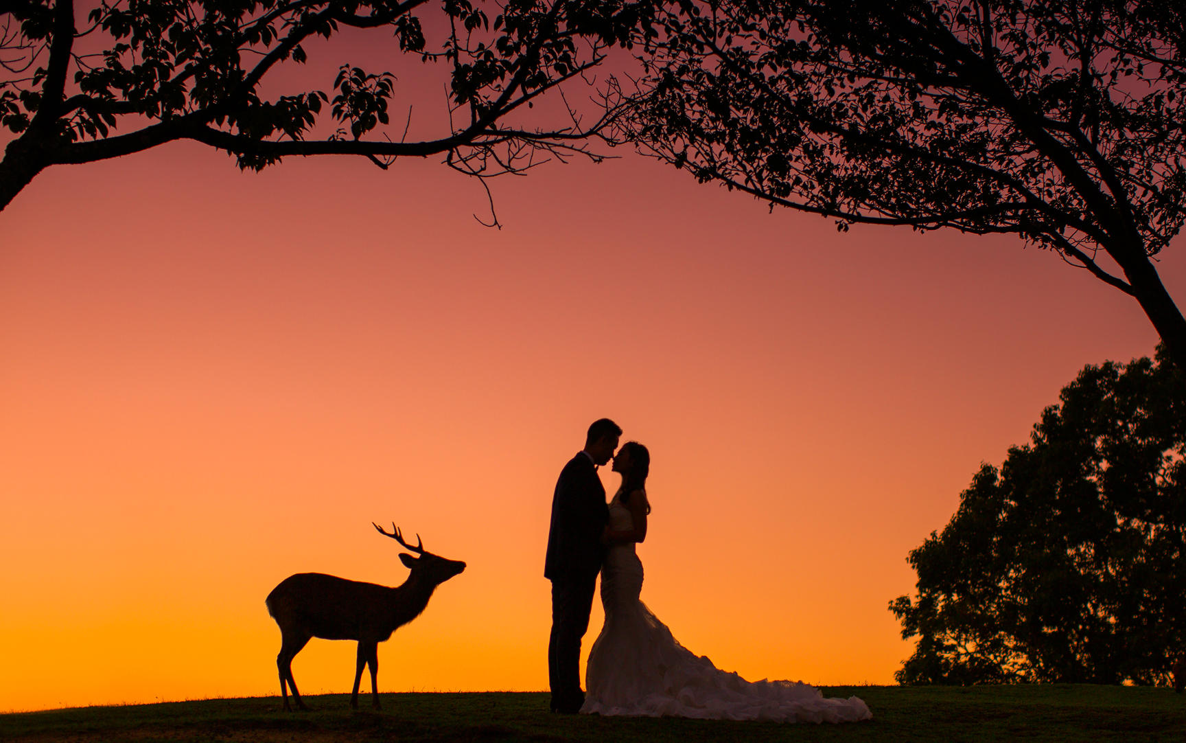 奈良公园 专业训鹿20年 (=^▽^=)