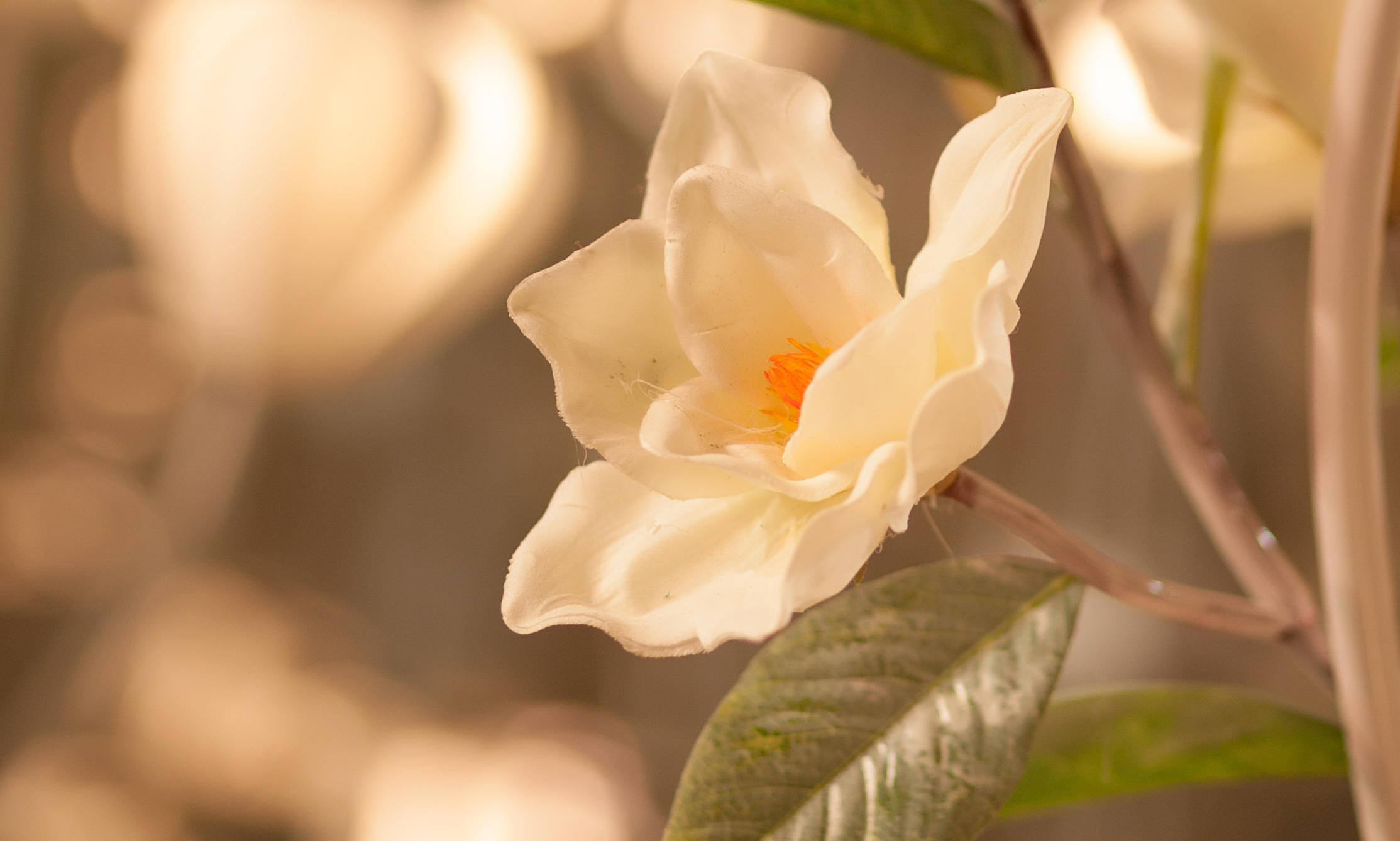 玉兰花主题婚礼