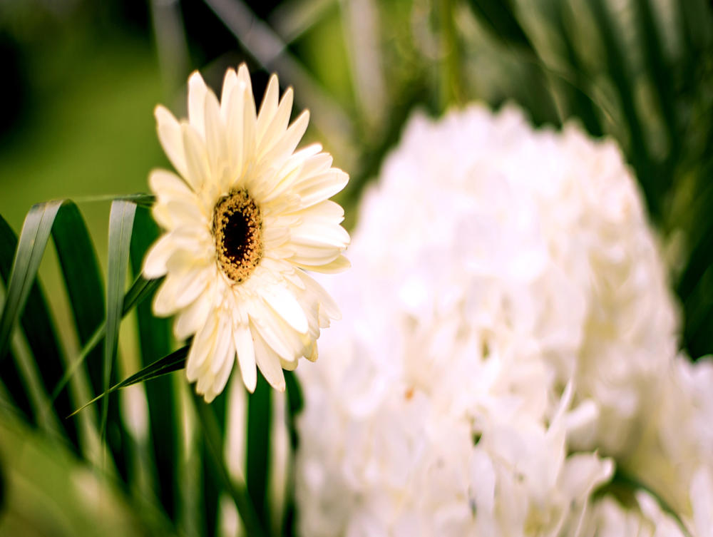 指尖婚礼——《青青我衿，悠悠我心》草坪求婚仪式