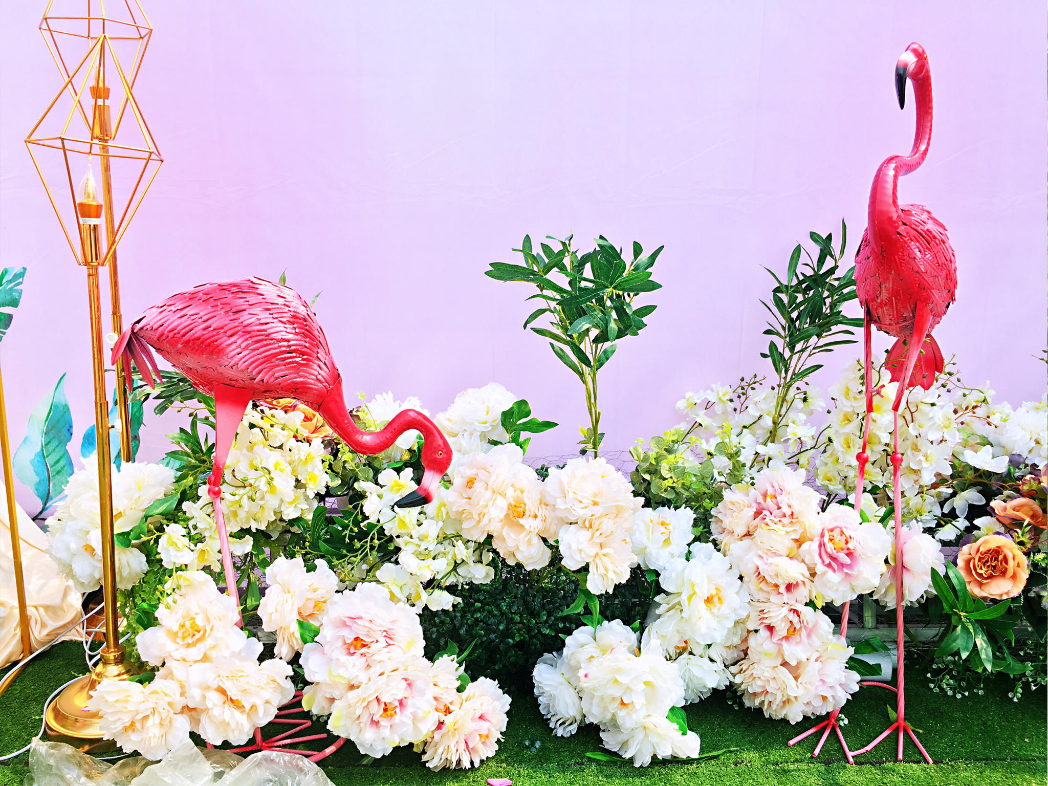 【老家 · 森系 · 户外】挚爱 · 火烈鸟