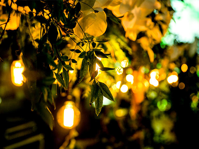 2017绿野仙踪【MC婚礼定制】