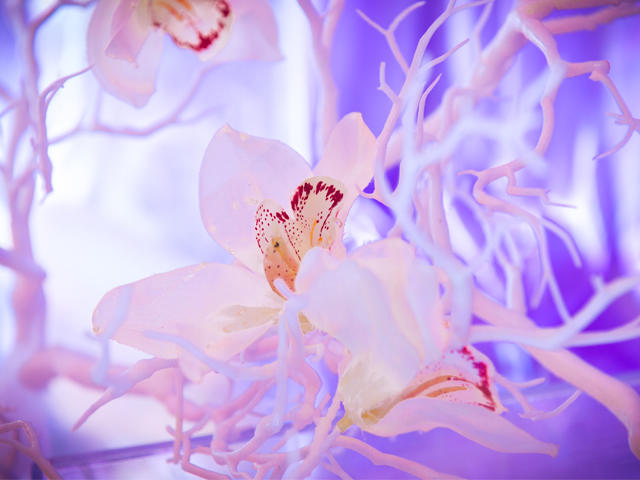 雨发生态园小厨娘—小登科