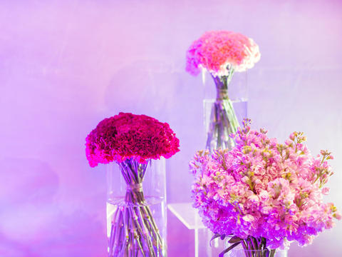 吉辰婚礼 粉色&紫色 M&G