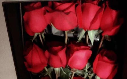 红玫瑰19朵加进口满天星，一生一世只爱你一个