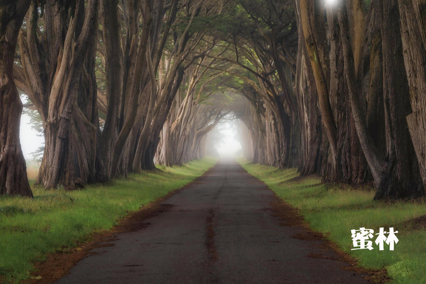 爱如心田 壹次就好（森系）