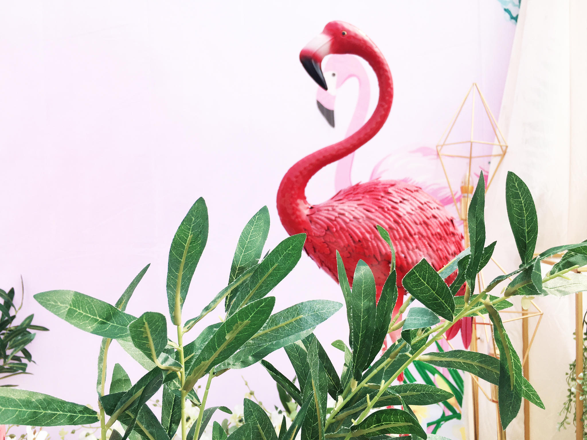 【老家 · 森系 · 户外】挚爱 · 火烈鸟