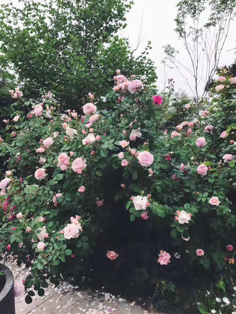 卓玛花艺设计有限公司