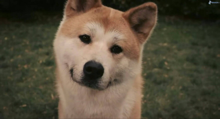 小闹闹