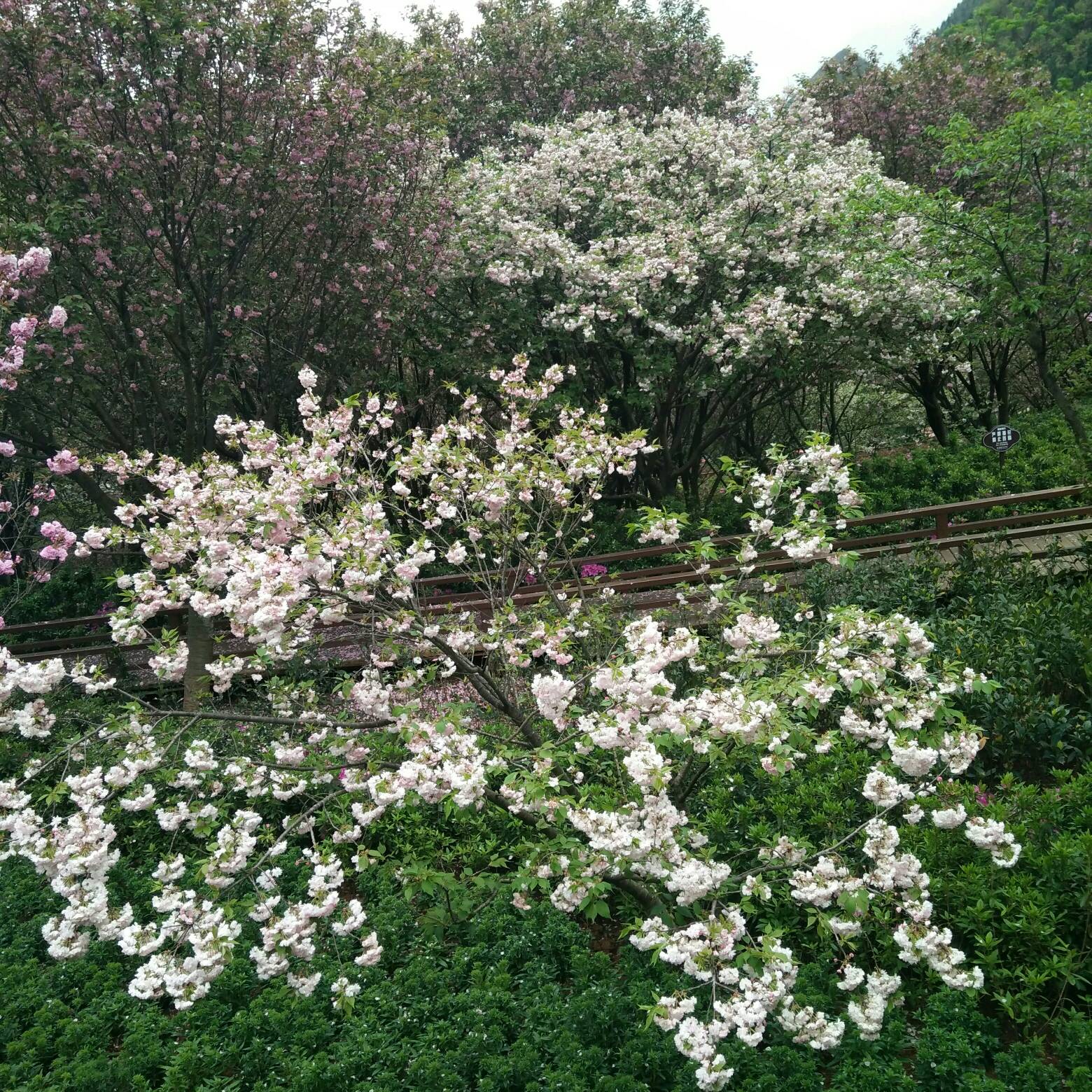 晓晓