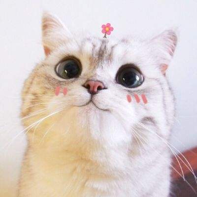 猪仔兜