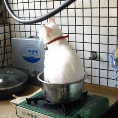 面包爱好者