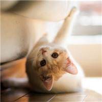 馋猫儿.