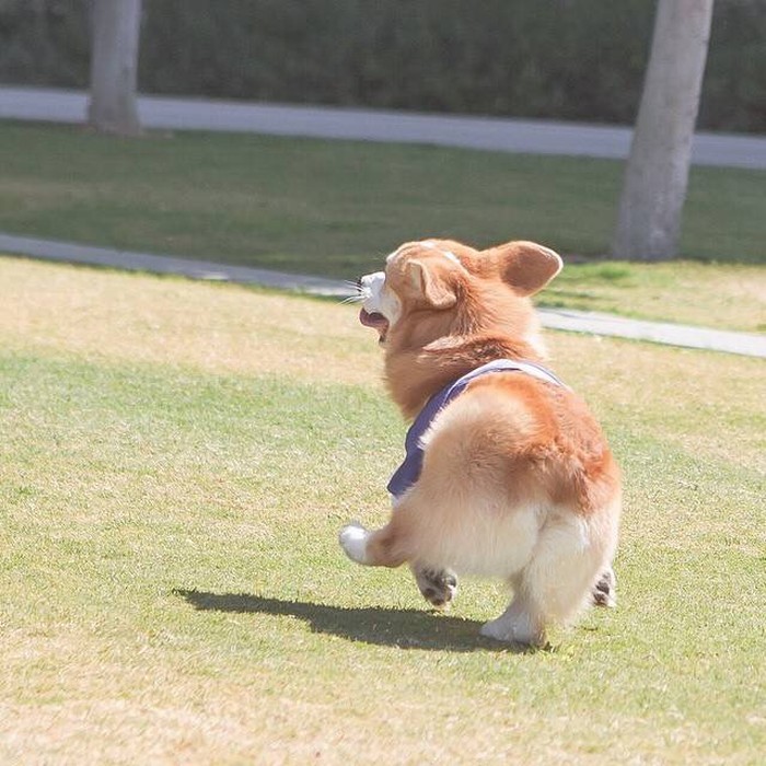 电动小马哒哒哒哒