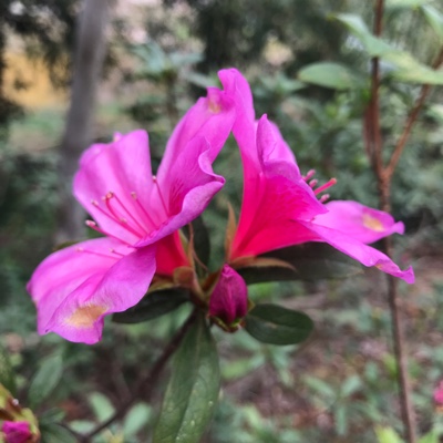小桀