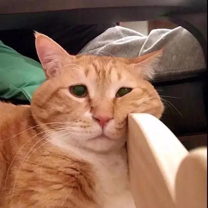我的小猫叫MIRO