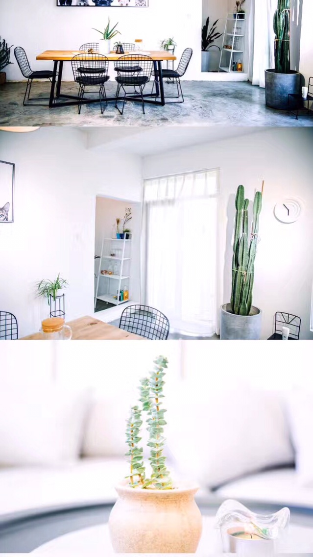 小白鸟