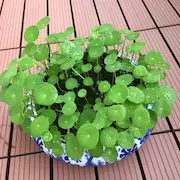 笨笨熊