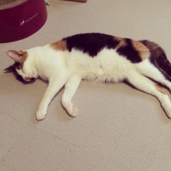 芊芊