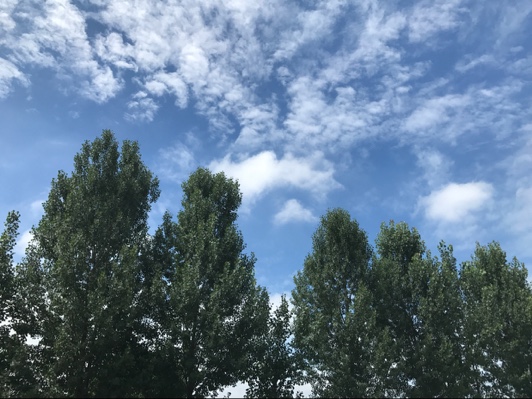 张小呆