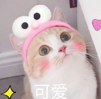 邵佚铭家的小可爱❤