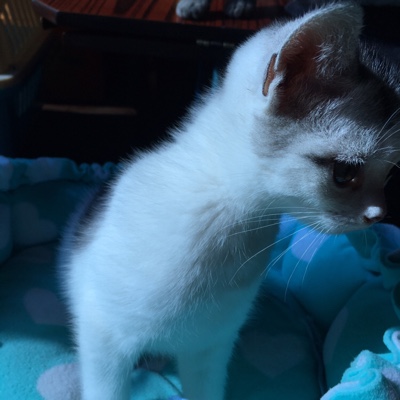 扮洋猫猫