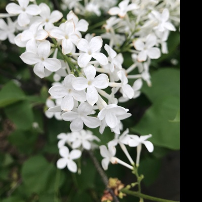 木樨落
