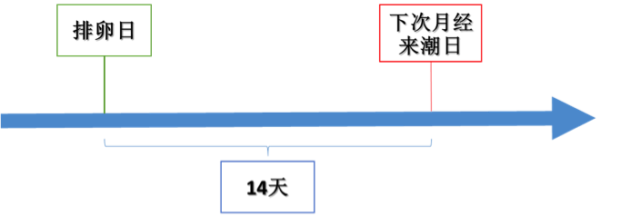 排卵期的计算方法有很多种，如何选择才能让备孕事半功倍？