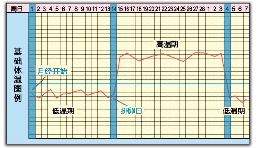 排卵期的计算方法有很多种，如何选择才能让备孕事半功倍？