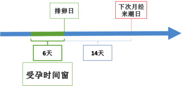 排卵期的计算方法有很多种，如何选择才能让备孕事半功倍？