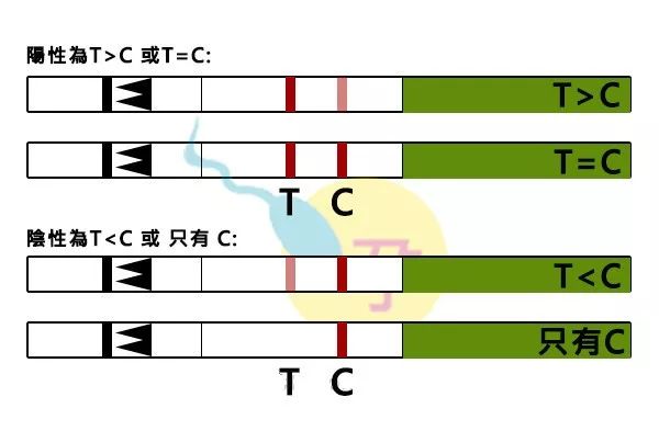 排卵期的计算方法有很多种，如何选择才能让备孕事半功倍？