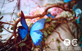【天时】蓝蝴蝶