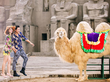骆驼——特色婚纱照