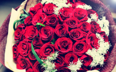 求婚买多少朵玫瑰
