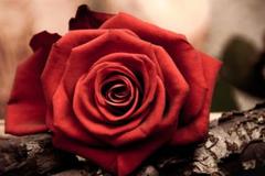 结婚纪念日送几朵玫瑰