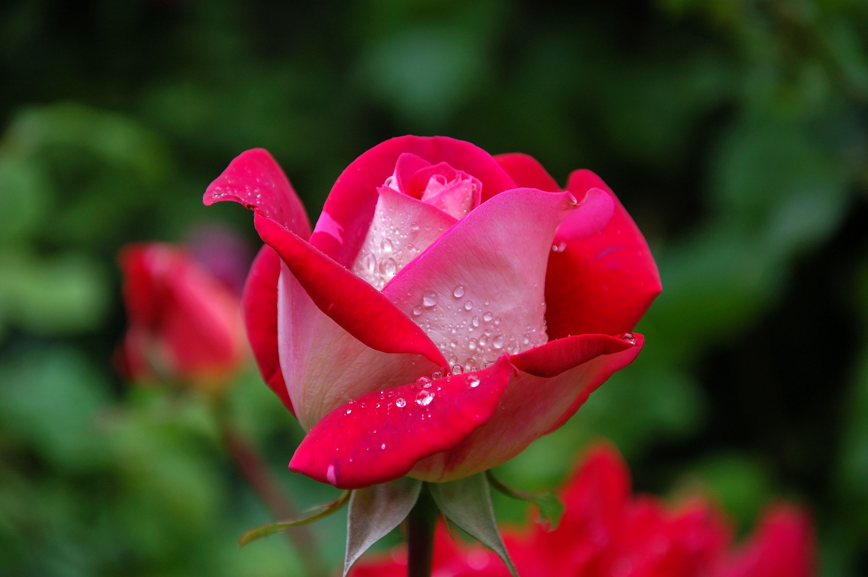 19朵玫瑰花的花语是什么
