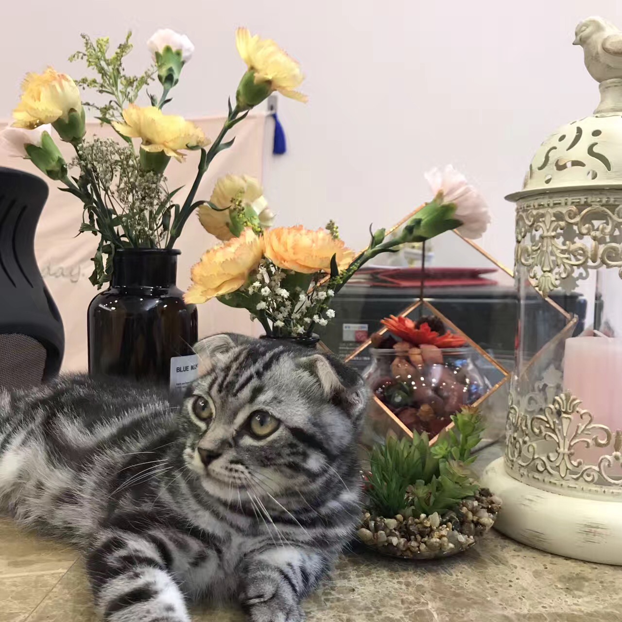 Journey茱妮花婚礼