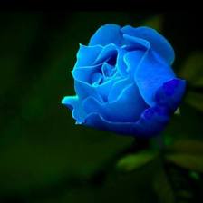 求婚用蓝玫瑰代表什么意思