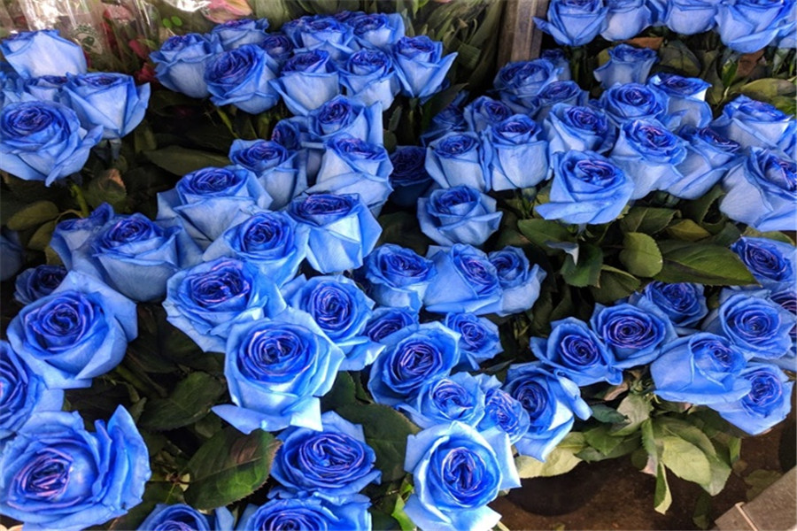 蓝色玫瑰代表什么，适合送女友吗(图1)