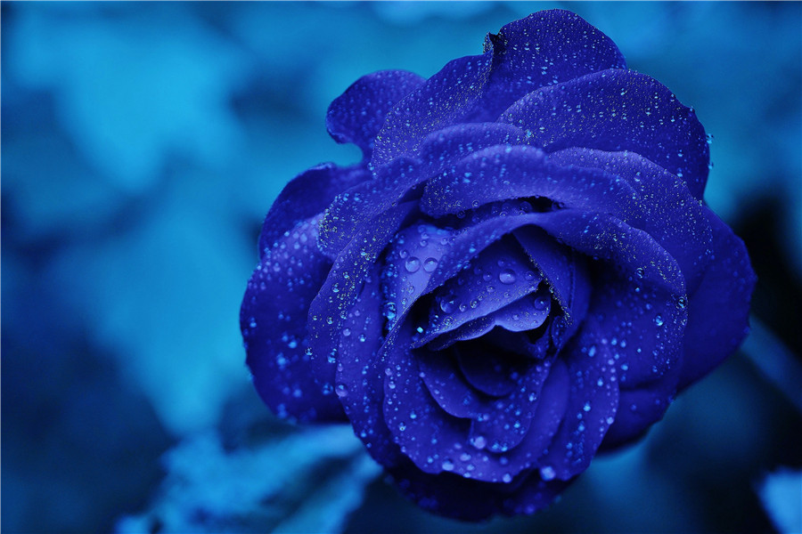 蓝色玫瑰代表什么，适合送女友吗(图2)