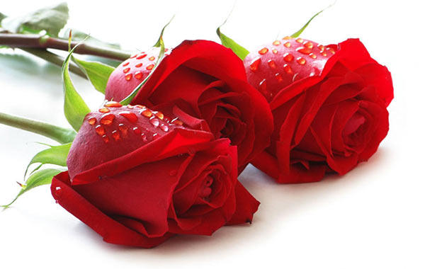 男友送三朵玫瑰花代表什么意思 婚礼纪