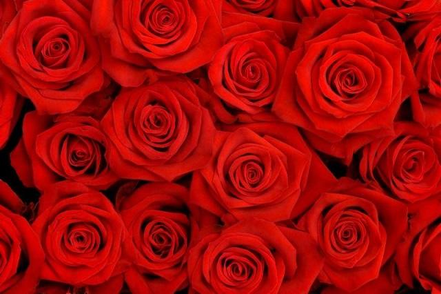 男友送红色玫瑰代表什么意思(图2)