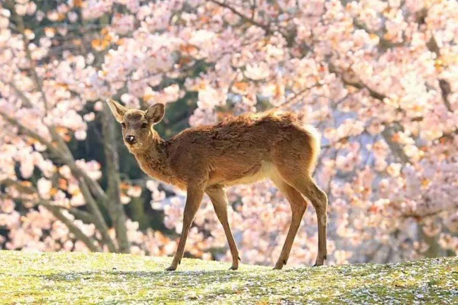 日本旅拍婚纱照景点选择
