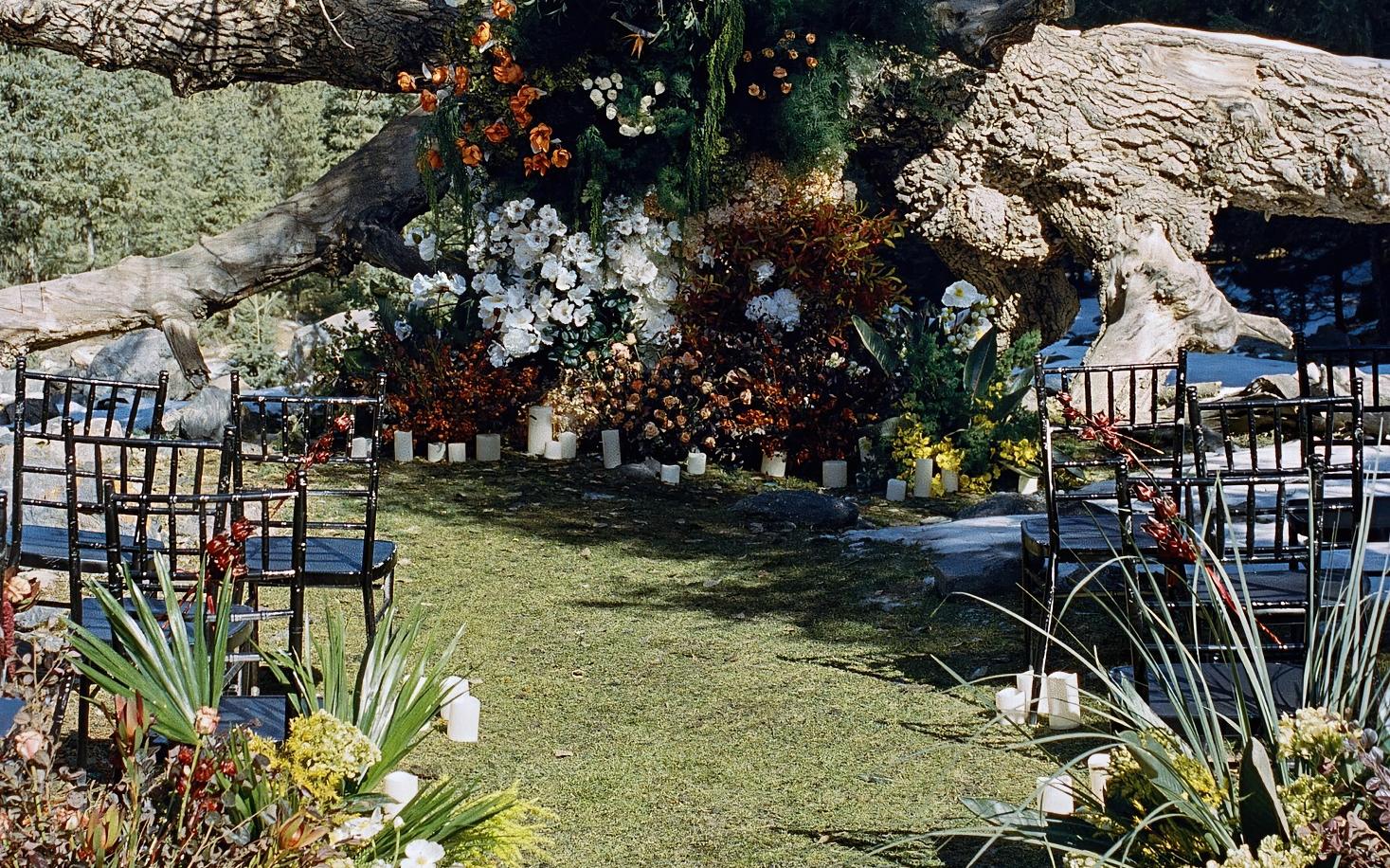 雪林为证的爱情