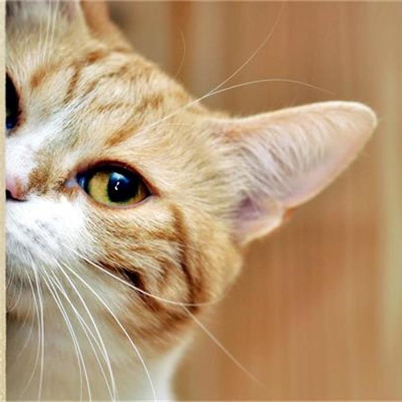 测试1143-勿动（已选二级类目）