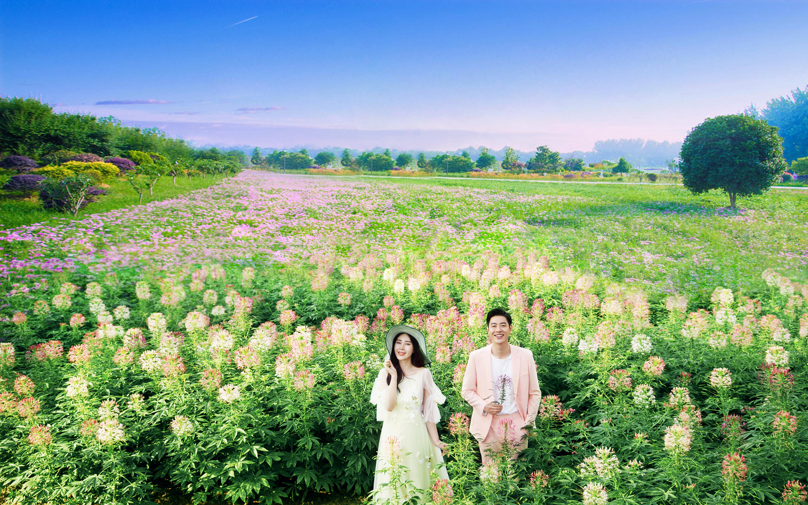 深圳旅拍——格桑花海  花海   浪漫  甜蜜
